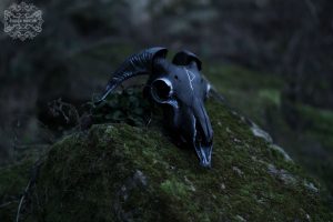 Sheep Skull on Mossy rock